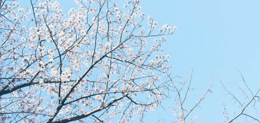 Paola Peretti Kolozsi Orsolya  Én és a cseresznyefa-01