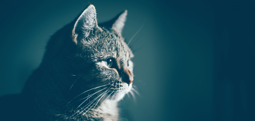 Paola Peretti Kolozsi Orsolya  Én és a cseresznyefa-03