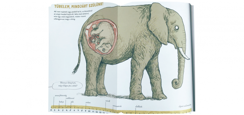 Az állatok szerelmi élete-02