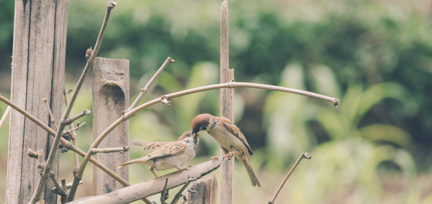 Chandan Chaurasia/ Unsplash-01