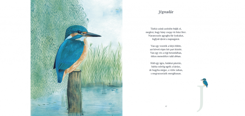 Madarabece Balazs Imre Jozsef-04