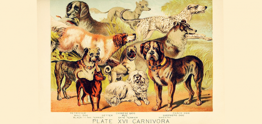 Tor Åge Bringsværd: Vau Kovács Gergely-01