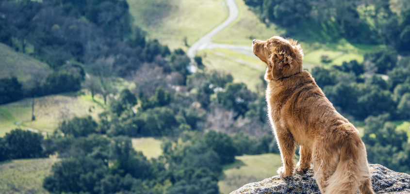 Tor Åge Bringsværd: Vau Kovács Gergely-02