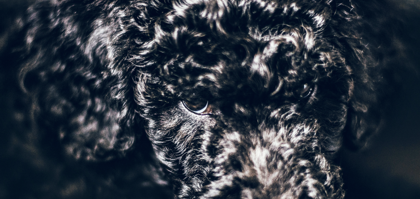 Tor Åge Bringsværd: Vau Kovács Gergely-01