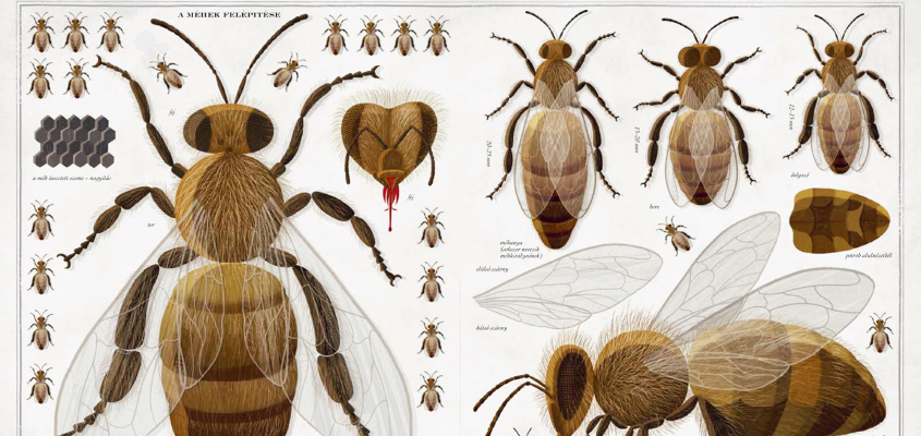 Piotr Socha Méhek Fák-07