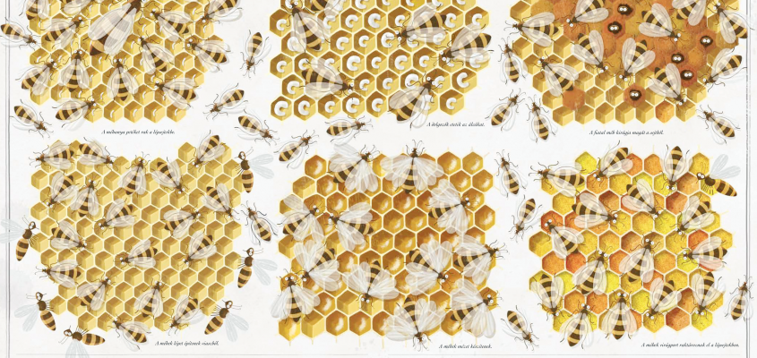 Piotr Socha Méhek Fák-08