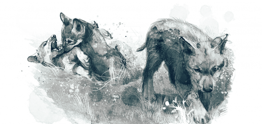 Rosanne Perry A farkas-03