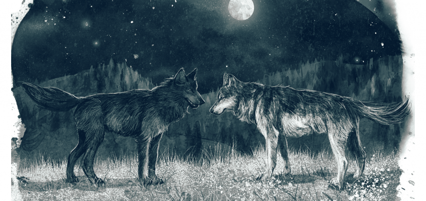 Rosanne Perry A farkas-01