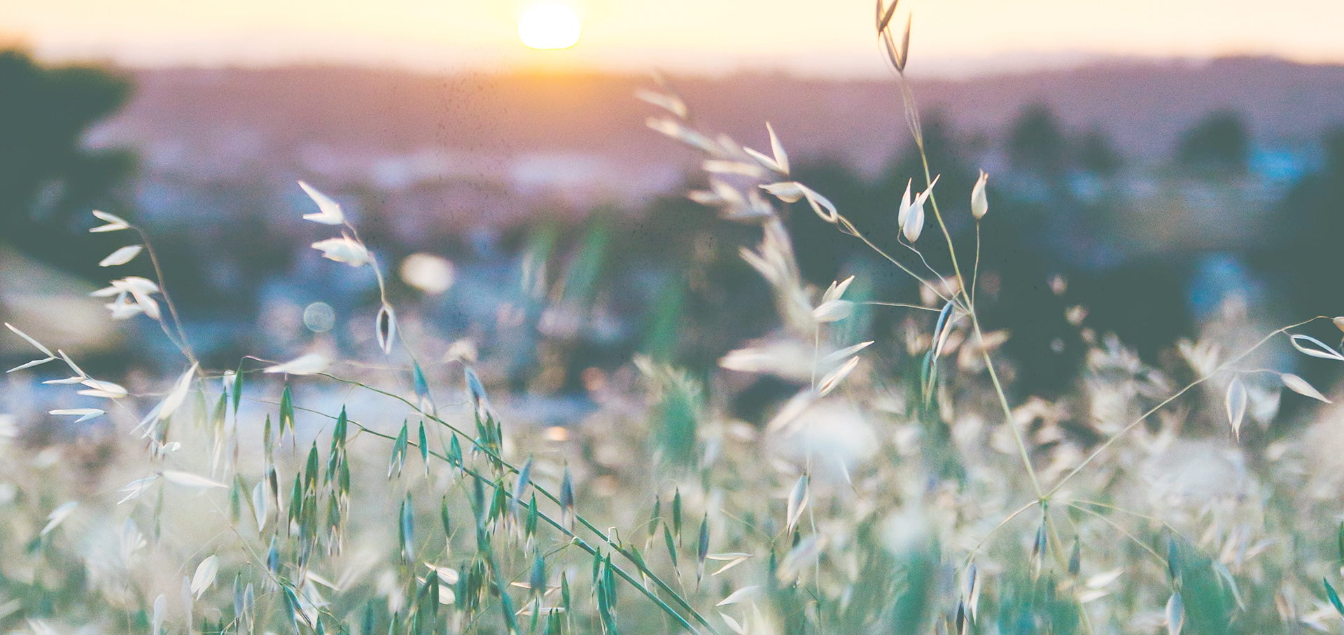 Kele Vuk Fekete Istvan-01