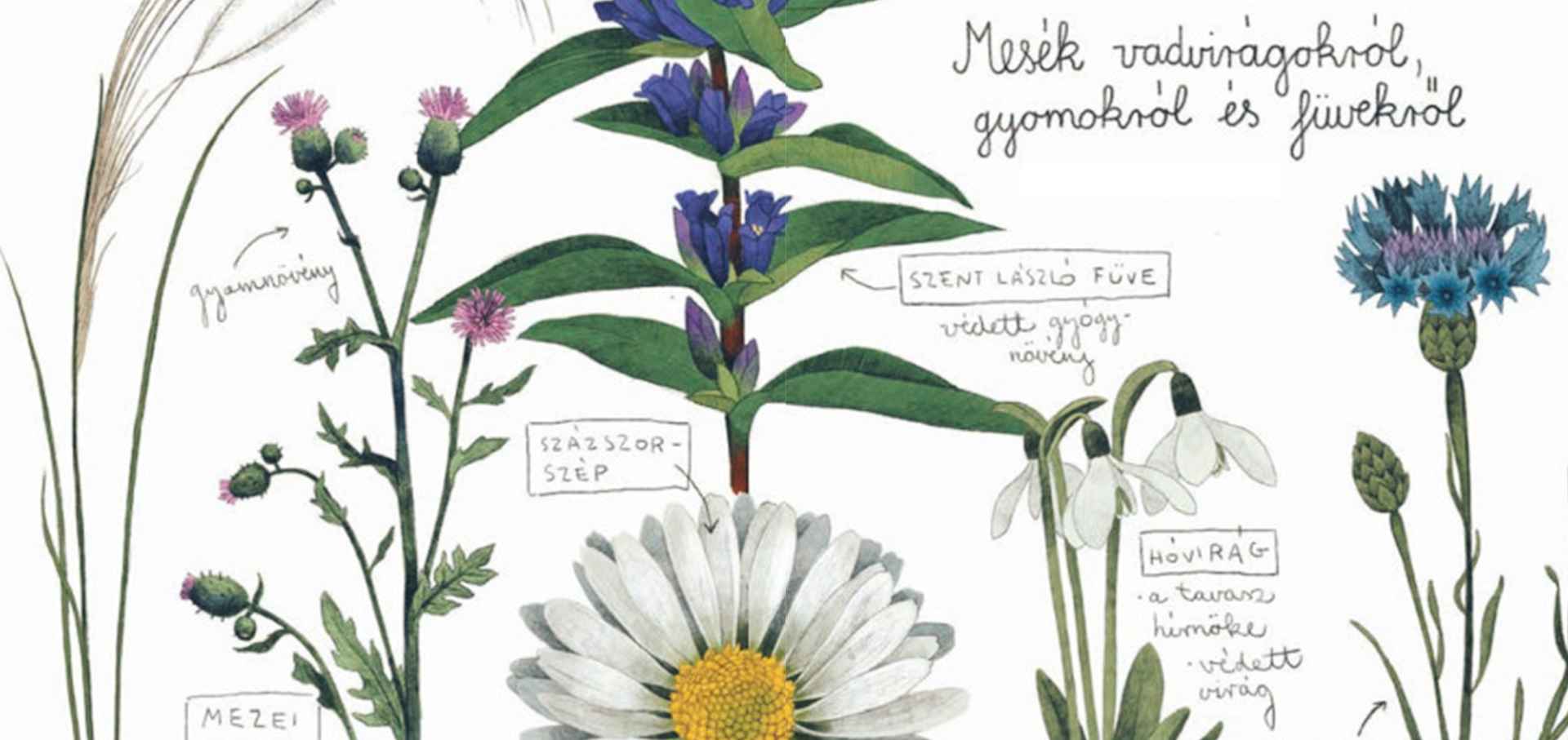 Erdő erdő Bajzáth Dolensky Csorgei-01