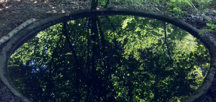 vissza a rengetegbe RUSVAI MÓNIKA-01