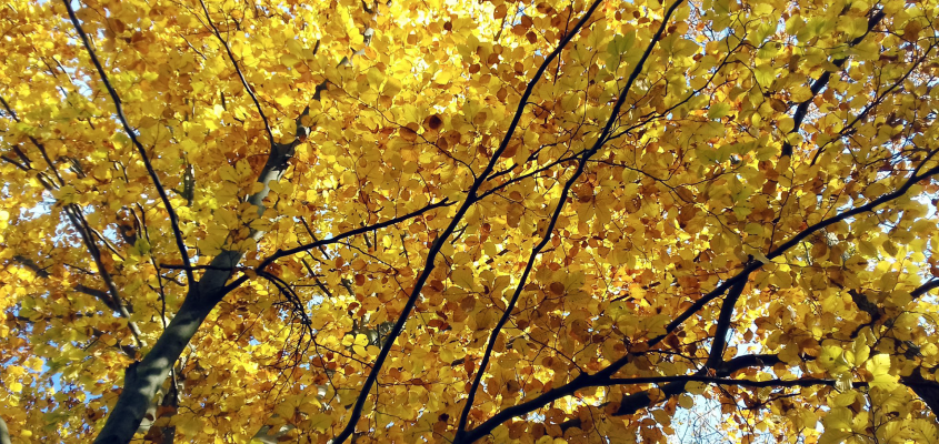 vissza a rengetegbe RUSVAI MÓNIKA-03